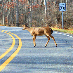 A deer crossing the road